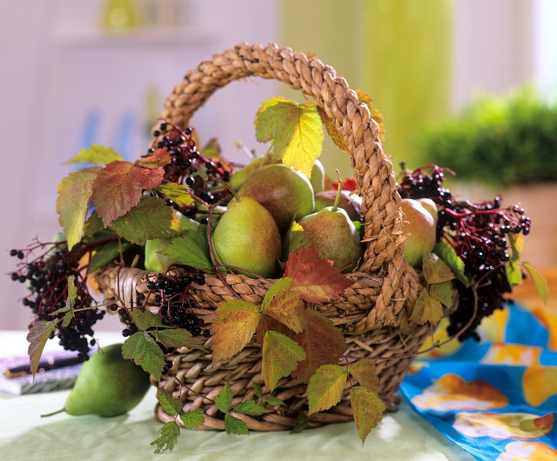 Basket of pears, elderberries and blackberry leaves