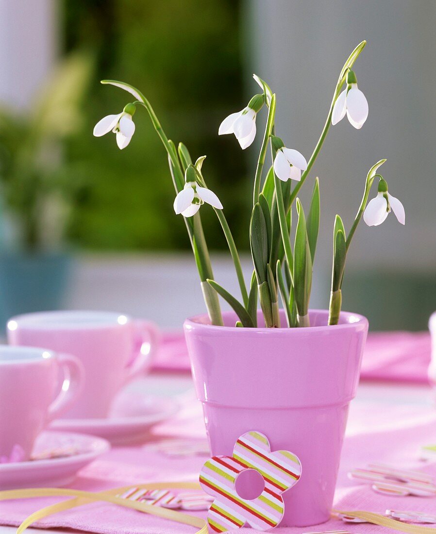 Schneeglöckchen in rosa Töpfchen