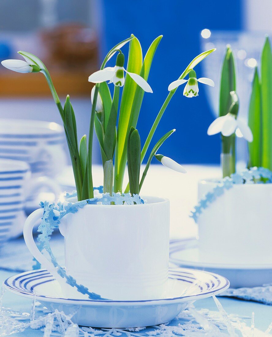 Snowdrops in cups