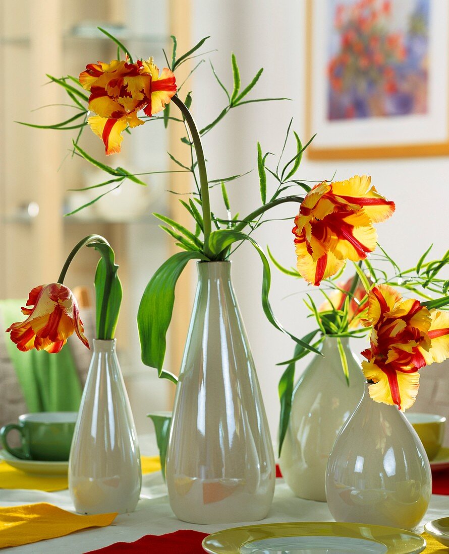 Gelb-rote Papageientulpen mit Zierspargel in weißen Vasen