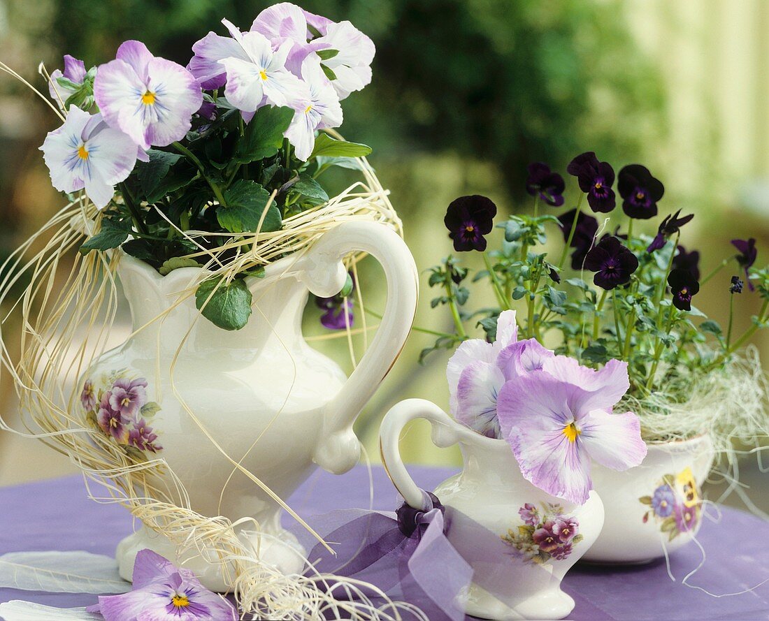 Pansies and horned violets in soup cup and small jugs