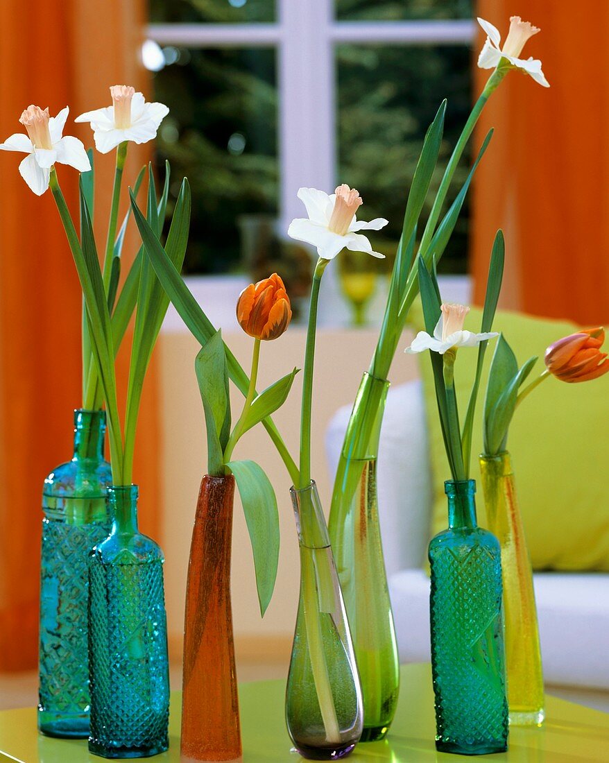 Narcissi and tulips in coloured bottles