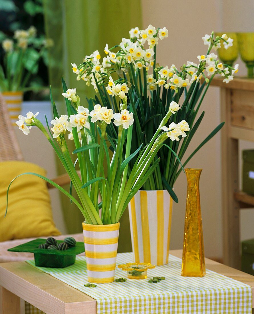 Narcissi in yellow and white striped vases
