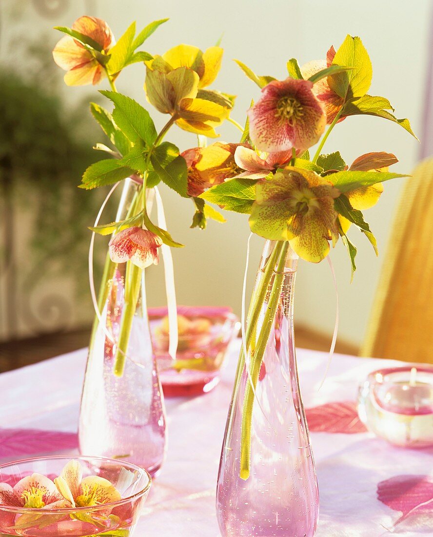 Lenten roses (Helleborus orientalis) as table decoration