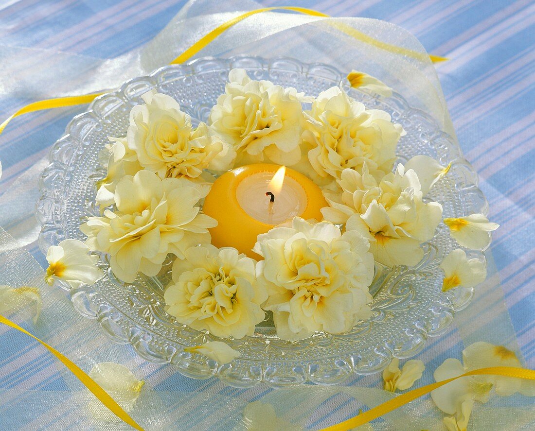 Hellgelbe Primelblüten auf Glasteller um gelbe Kerze gelegt