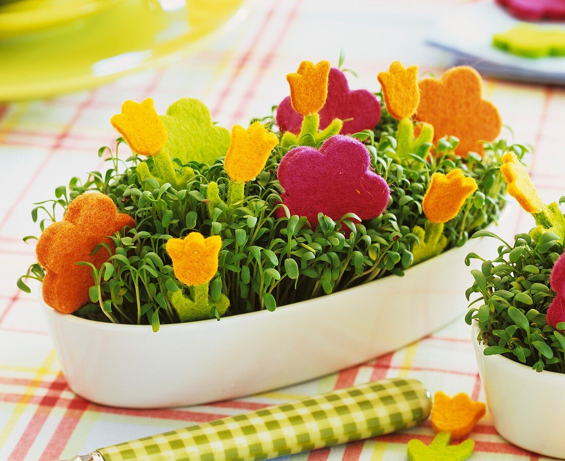 Kresse in weisser Schale mit bunten Filzblüten