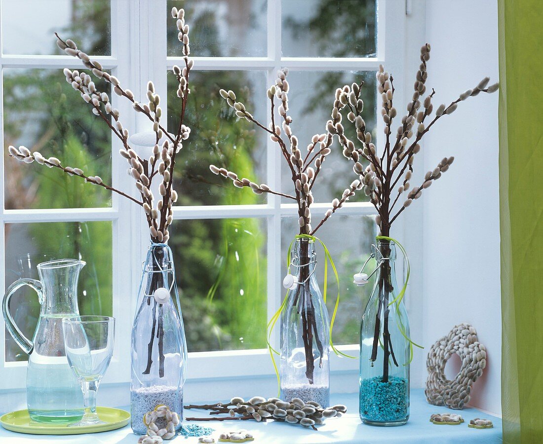 Zweige von Kätzchenweide in Glasflaschen am Fenster