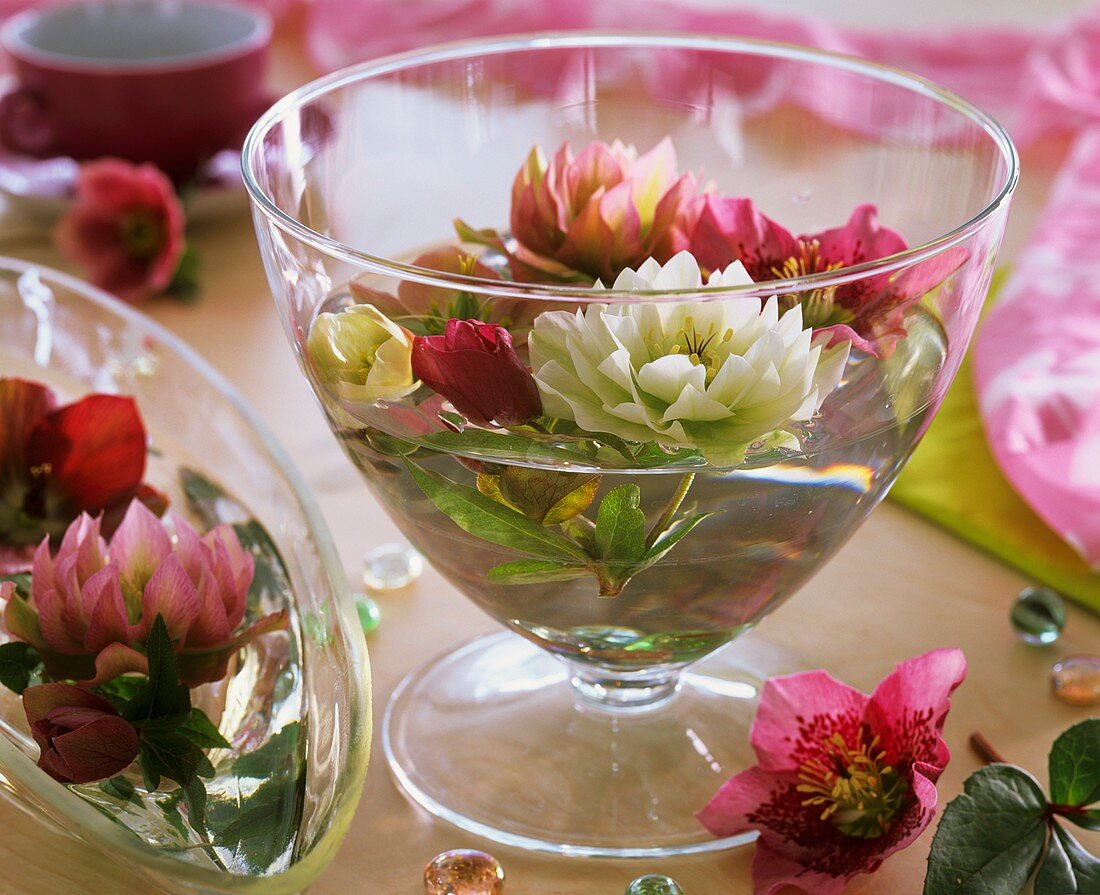 Lenten roses in glass bowl