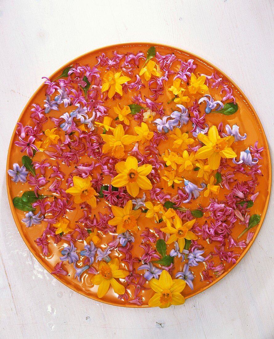 Blüten von Narzissen und Hyazinthen auf orangem Teller
