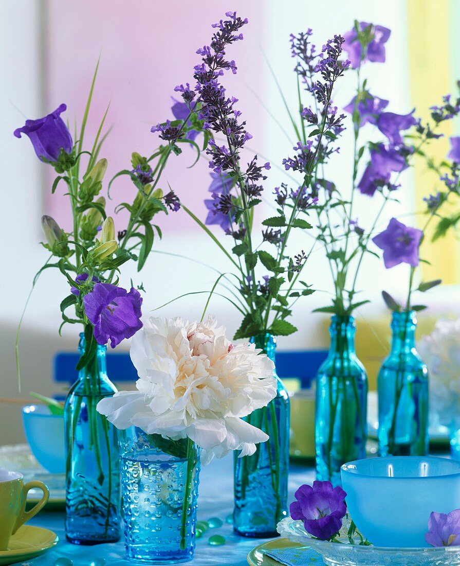 Peony, campanula and catmint in blue bottles