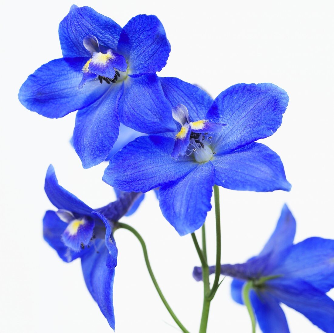 Rittersporn 'Delphinium Blue'