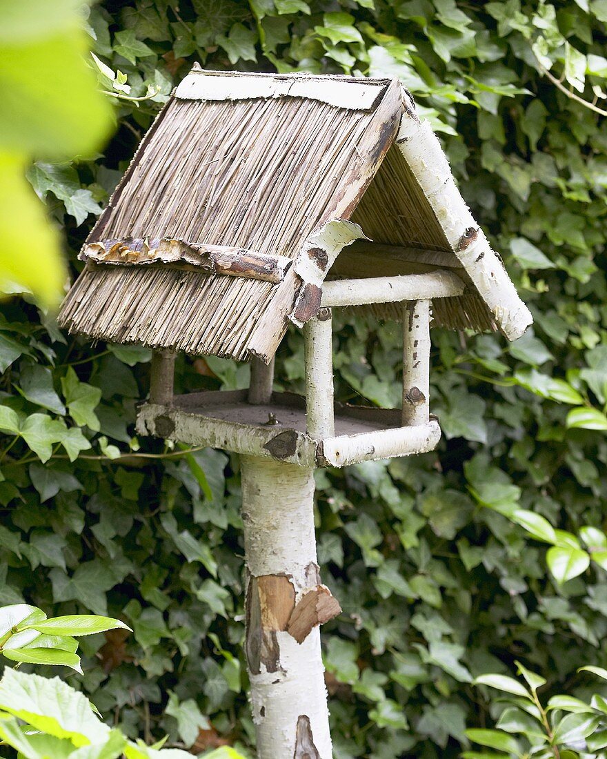 Bird house in front of ivy hedge in garden