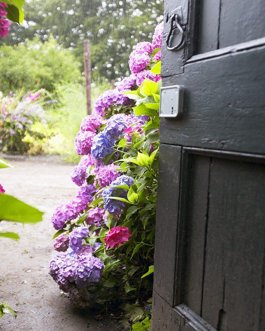Hydrangea bush beside door