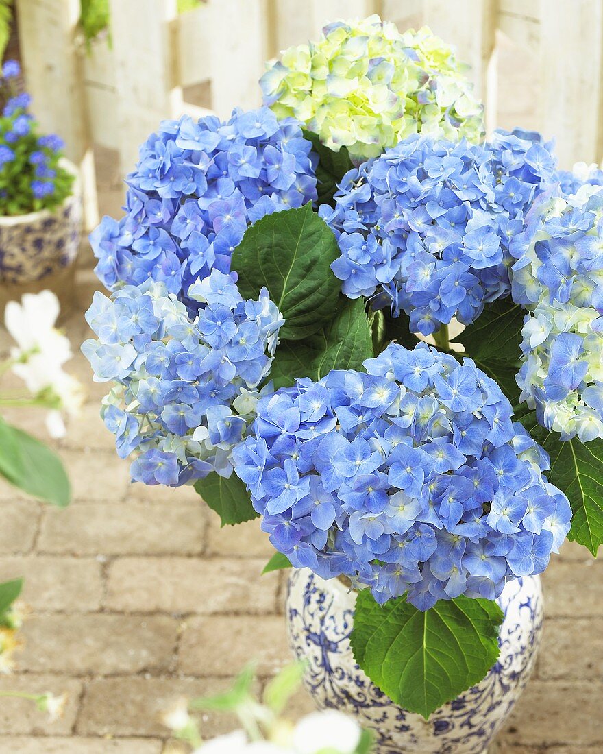 Hortensien 'Blue Heaven' im Blumentopf