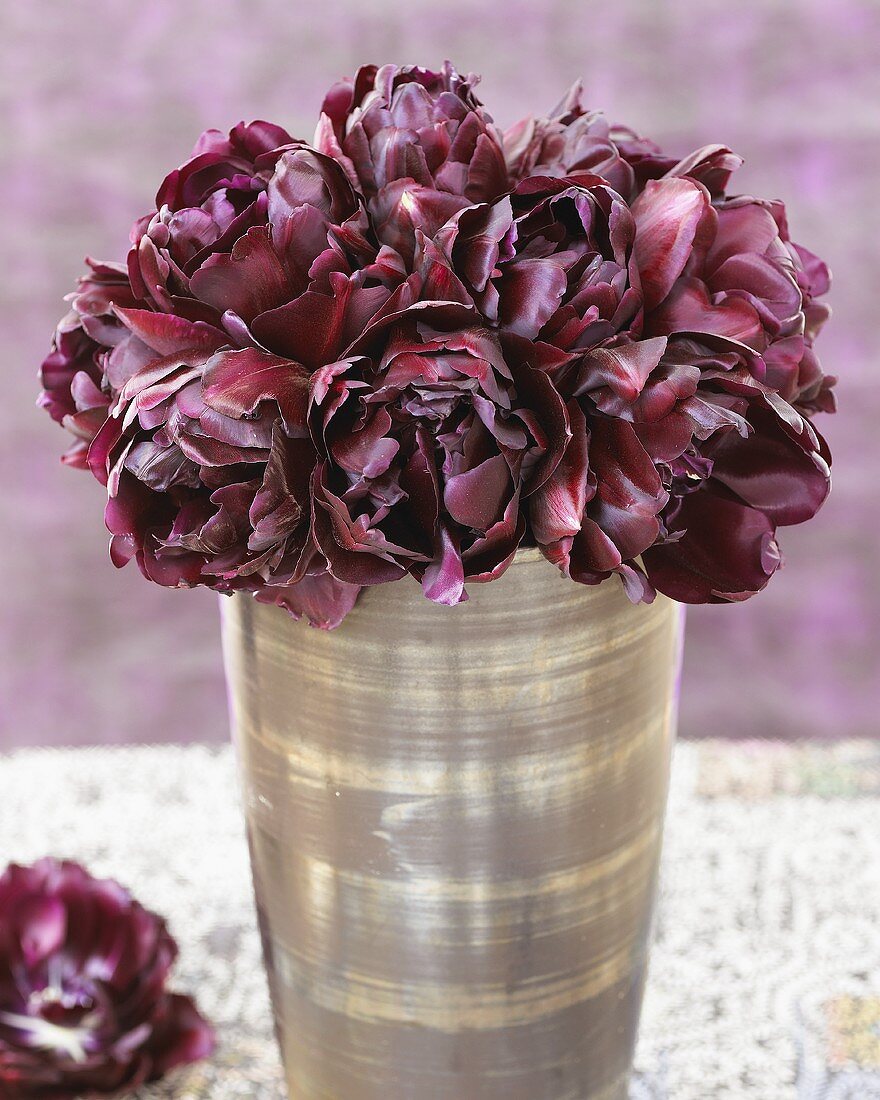 Tulpen 'Black Hero' in Vase