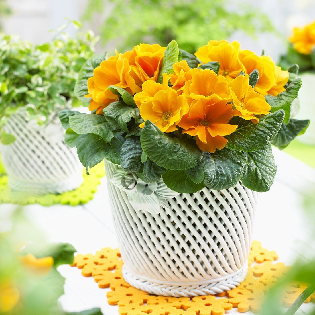Primulas ('Salome Orange') in flowerpot