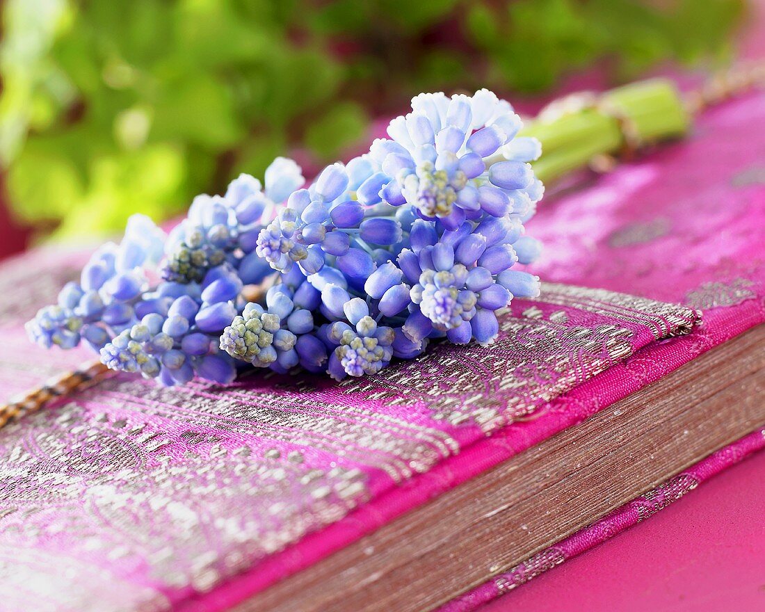 Grape hyacinths