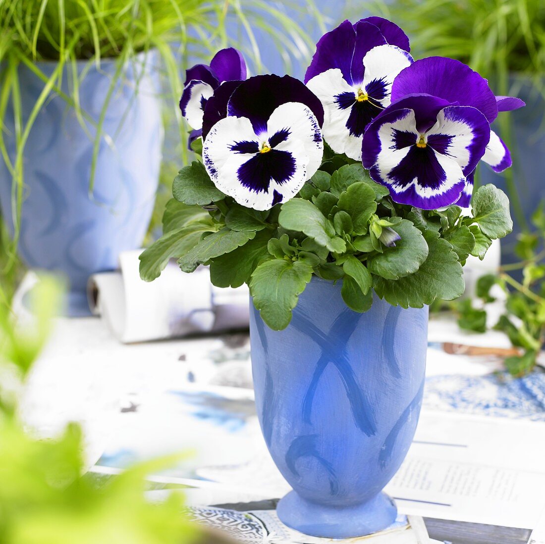 Stiefmütterchen 'Goliath Purple White' im blauen Blumentopf
