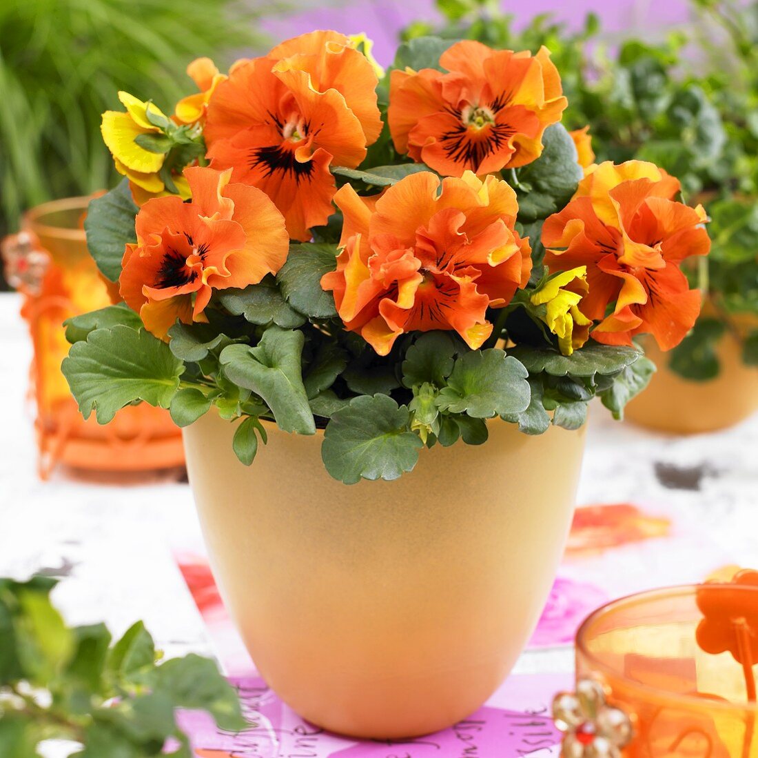 Orange pansies ('Viola x wittrockiana 451) in flowerpot