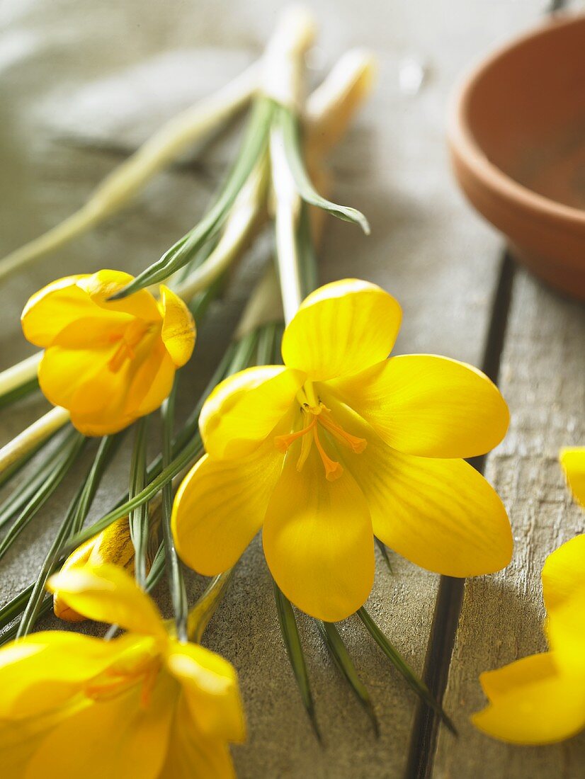 Yellow crocuses (Crocus chrysanthus 'Dorothy')