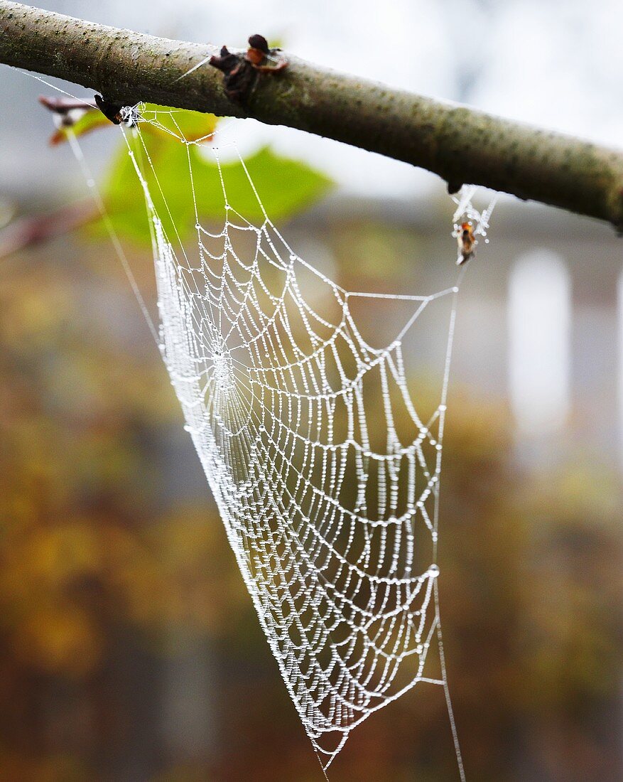 Cobweb on branch
