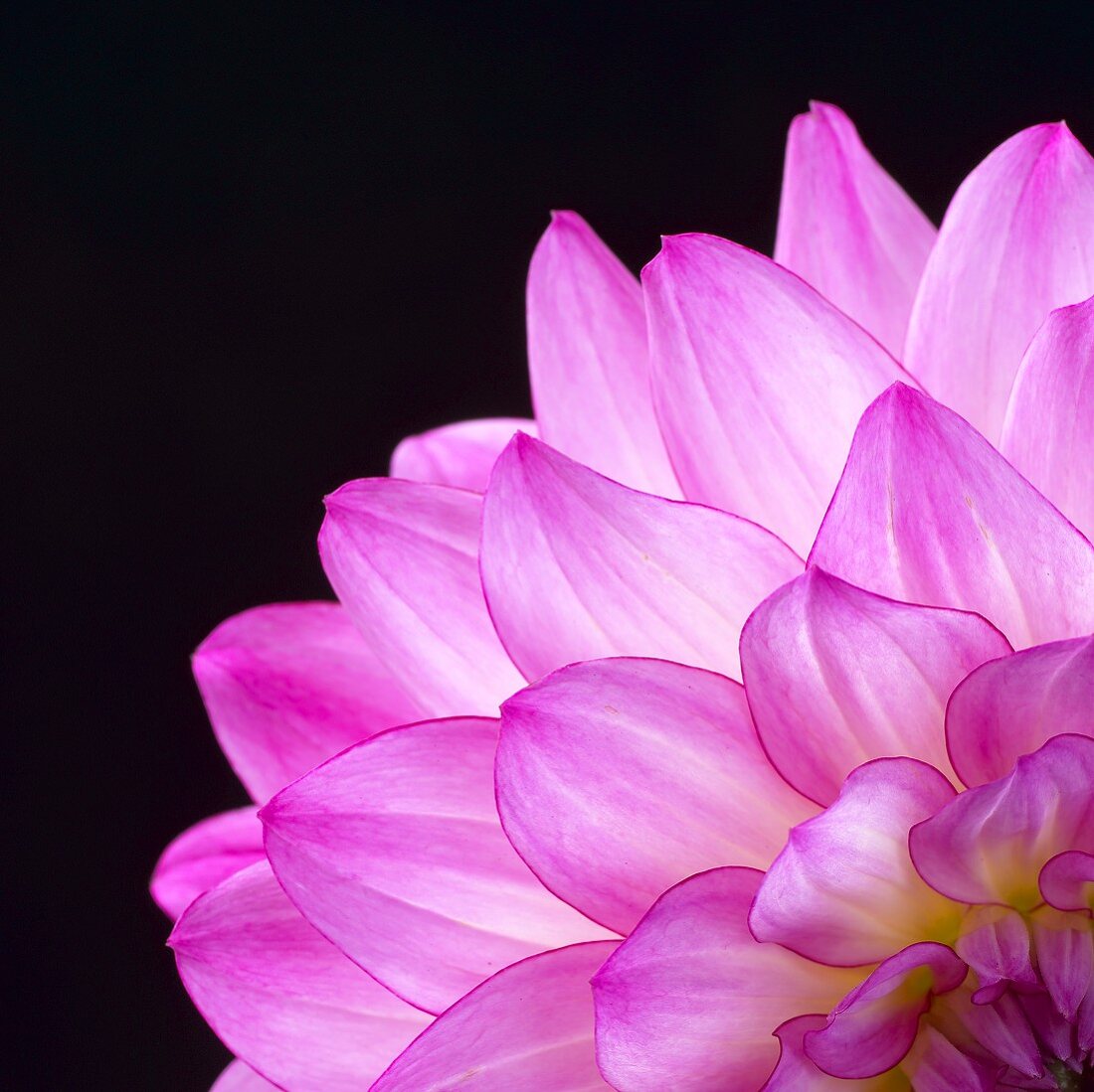 Pink dahlia (detail)