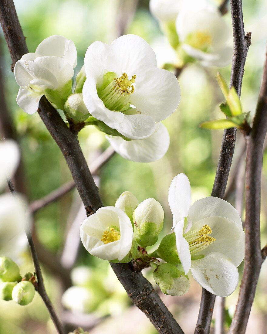 Flowers of the flowering quince ('Pure White Kimono')