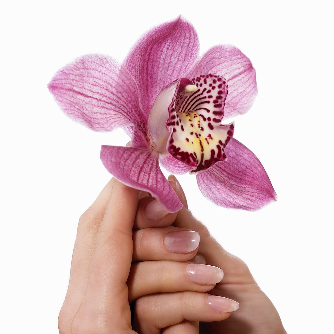 Hände halten Orchidee