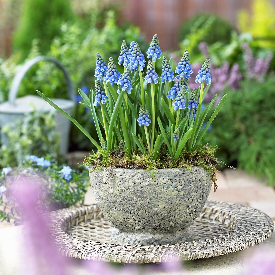 Grape hyacinths in stone pot
