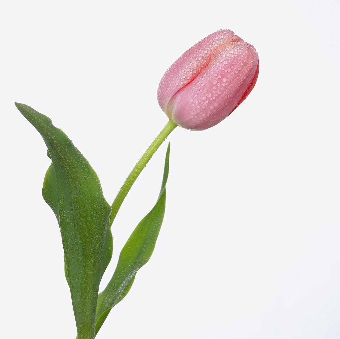 Pink tulip ('Menton') with drops of water
