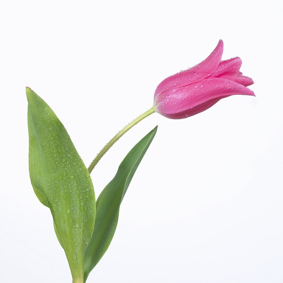 Pinkfarbene Tulpe mit Wassertropfen
