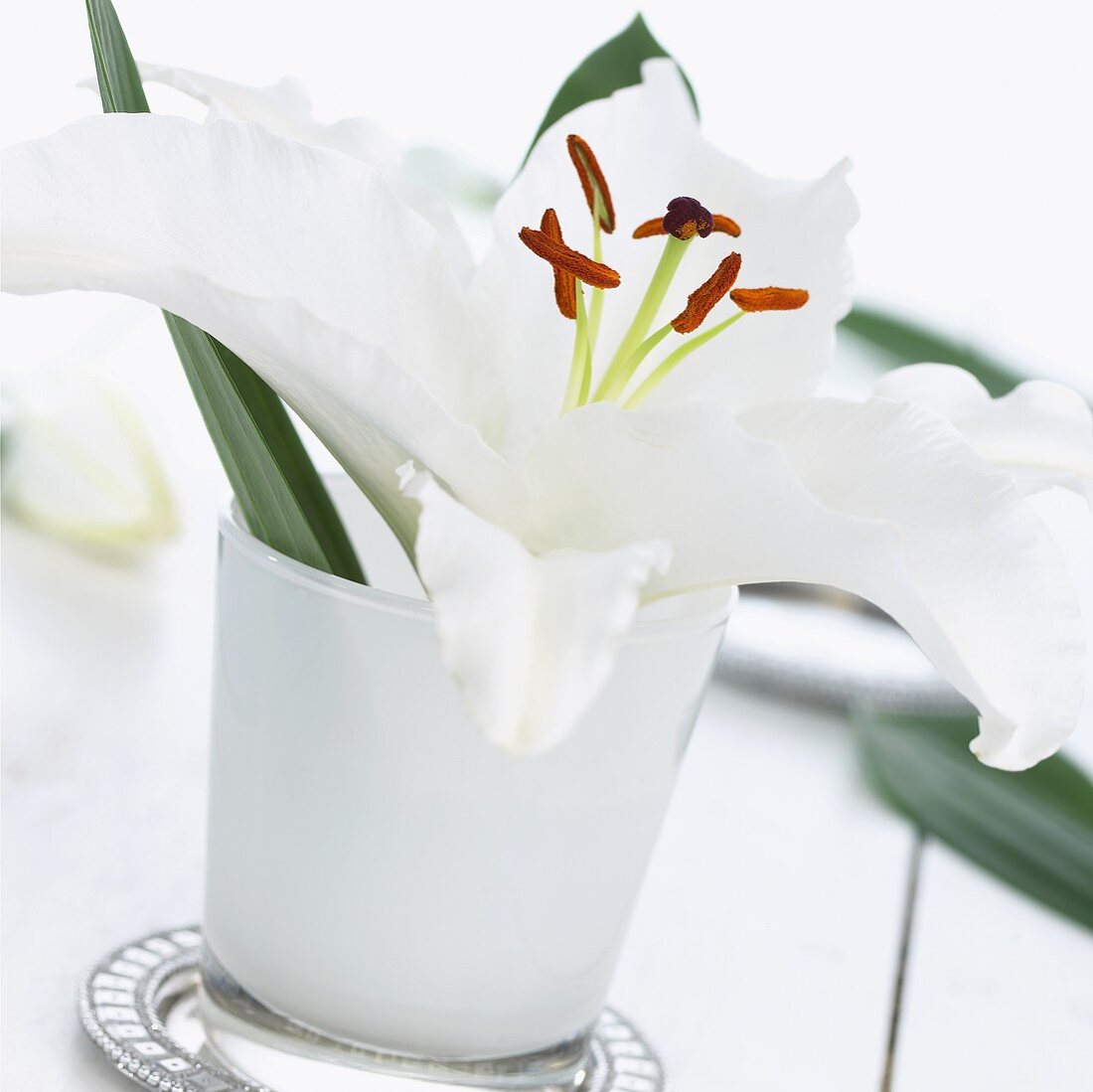 White lily ('Cantarino') in vase