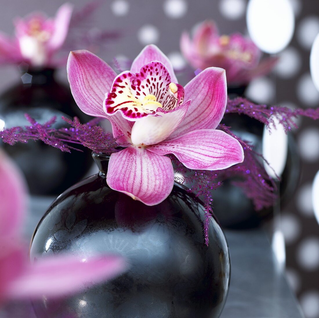 Pink orchid in vase