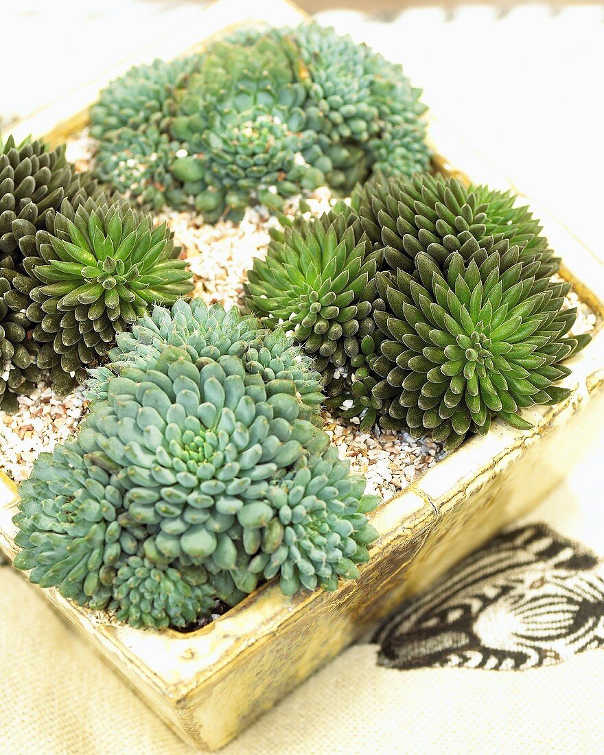 Arrangement of succulents in wooden box