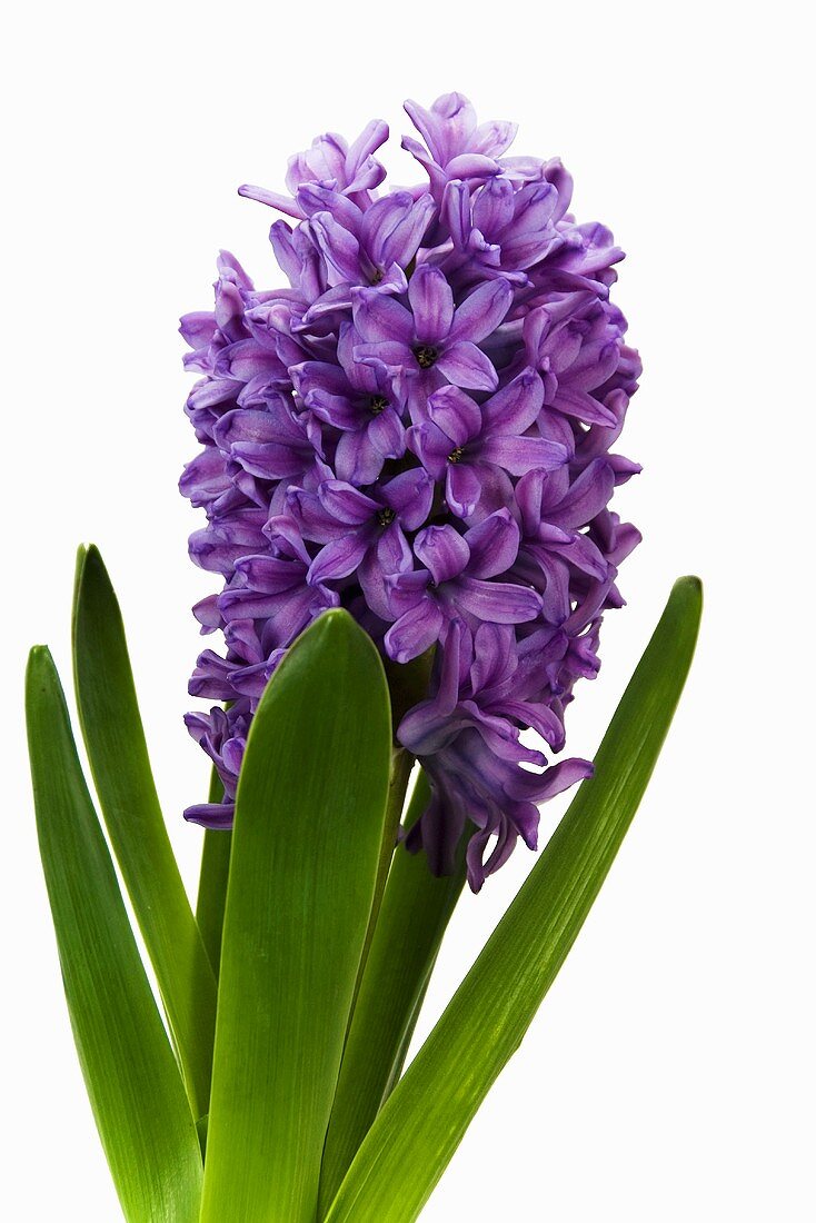 Hyacinth 'Purple Voice'