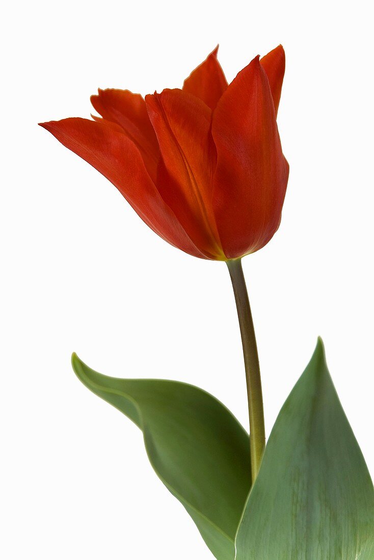 Tulip 'Typhoon'
