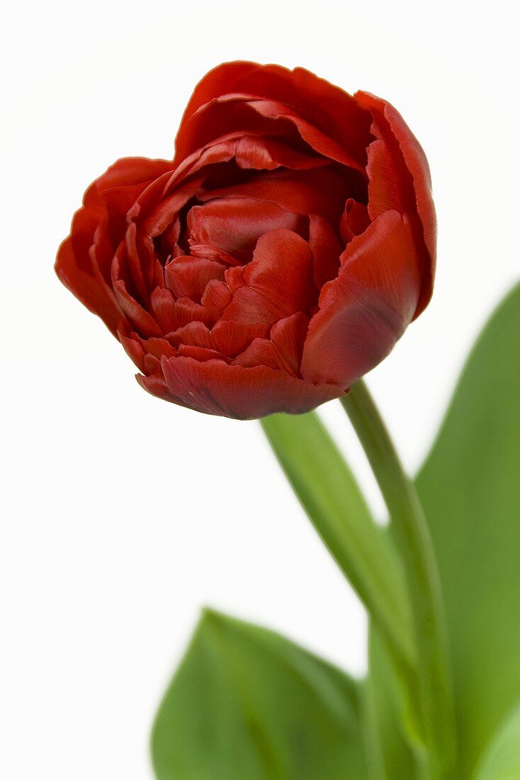 Tulip 'Red Nova'