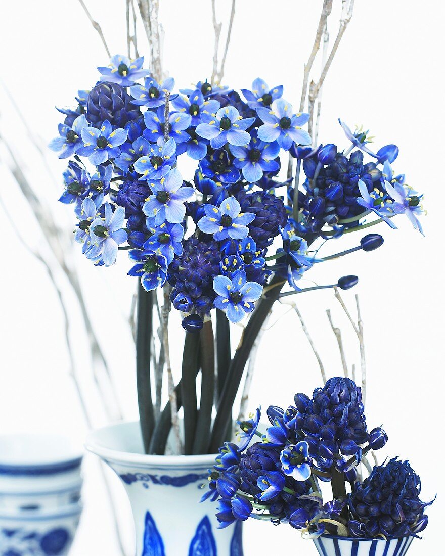 Blue star-of-Bethlehem (Ornithogalum) in blue vases