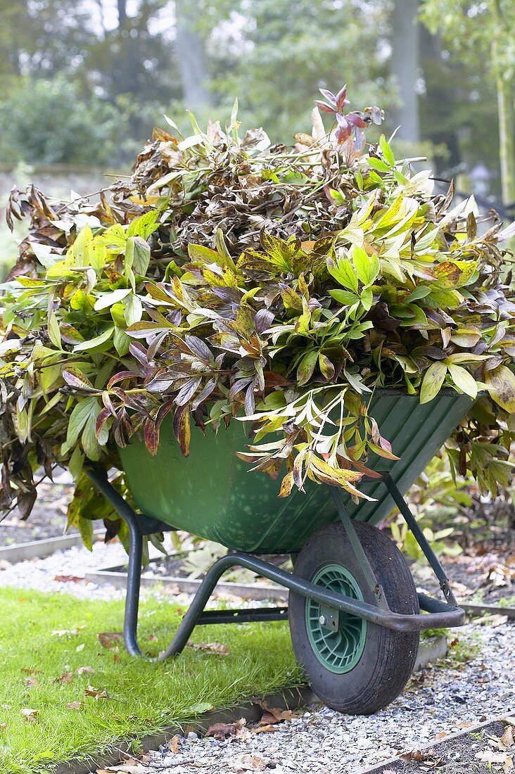 Wheelbarrow full of autumn leaves in garden
