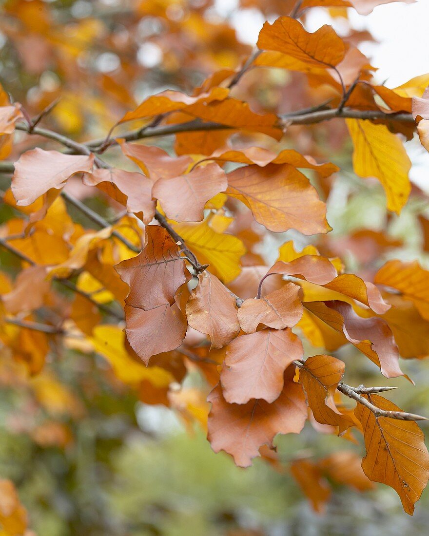 Common beech (Fagus sylvatica) with autumn tints