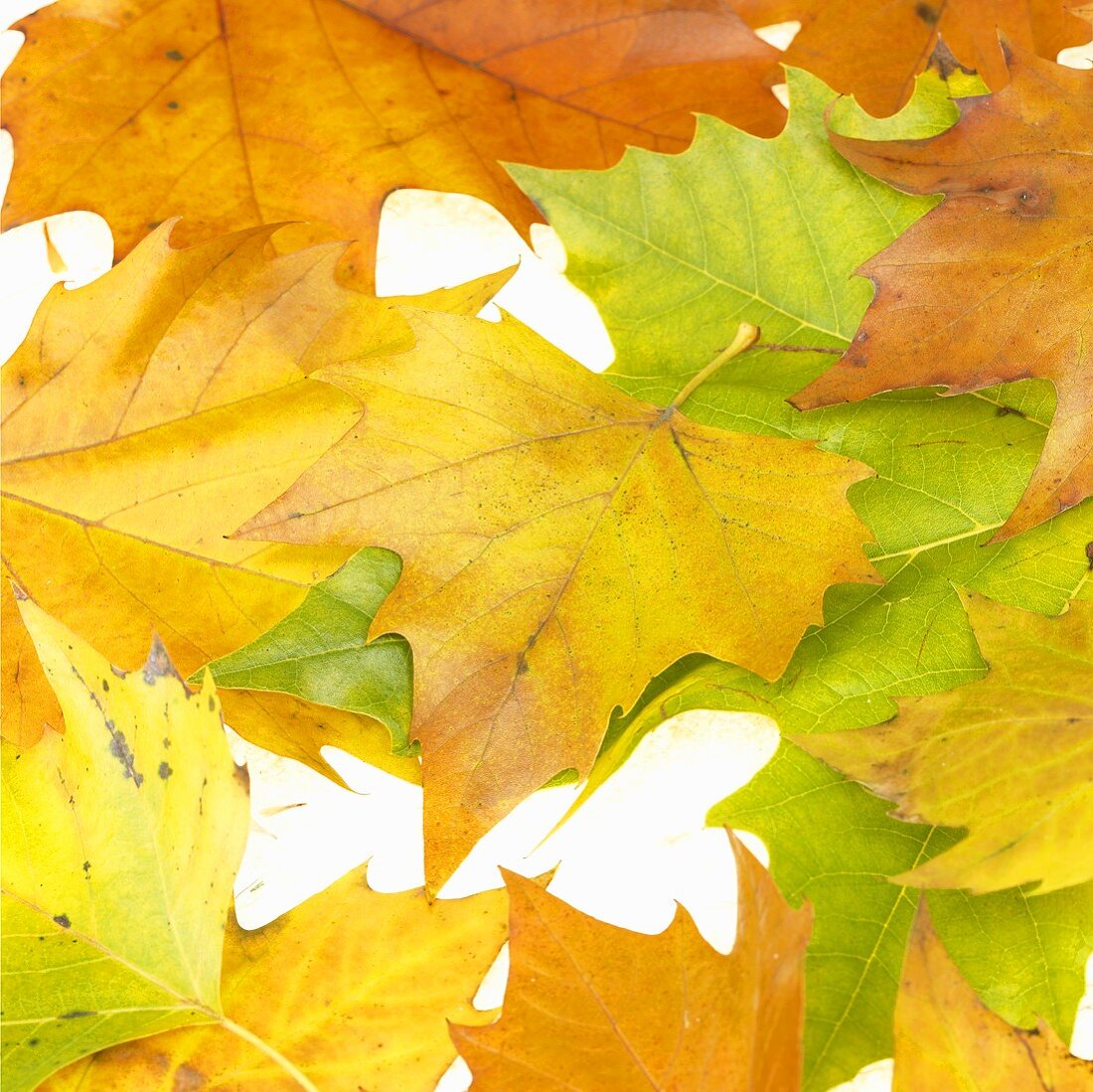 London plane leaves with autumn tints (Platanus x hispanica)
