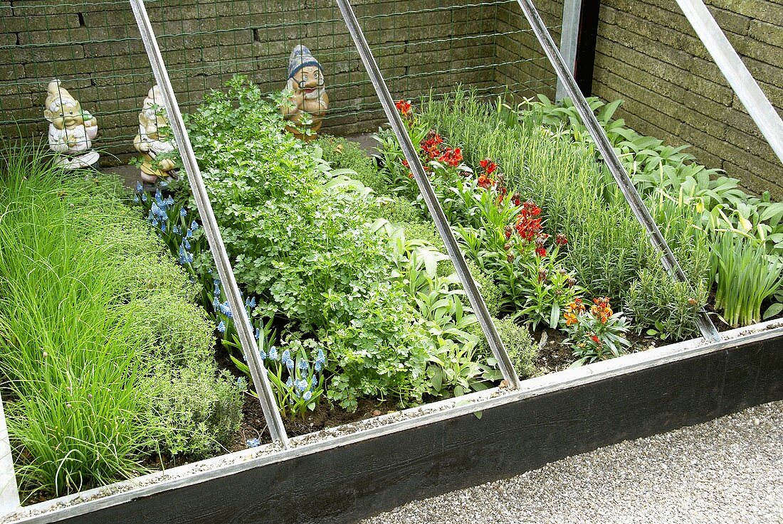 Herbs and flowers in cold frame