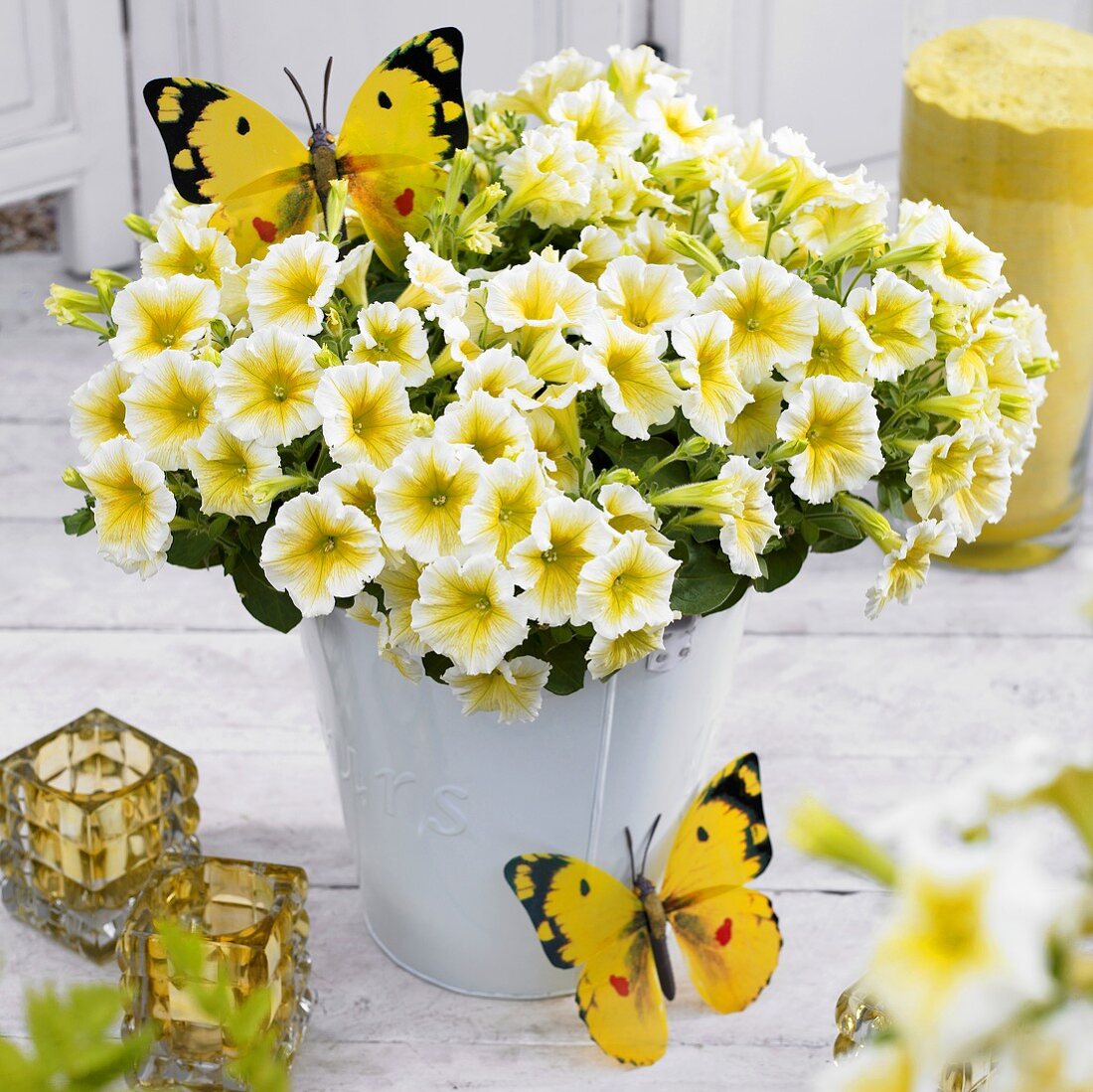 Petunias ('Viva Yellow') in flowerpot