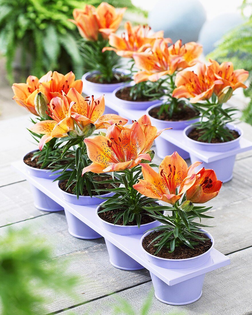 Orange lilies in flowerpots
