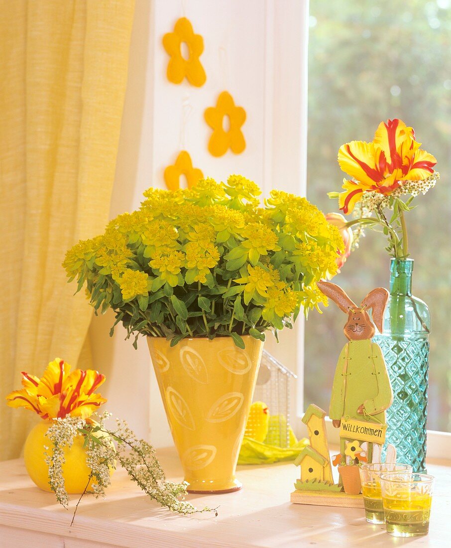 Euphorbia, tulips and Easter decorations on window-sill