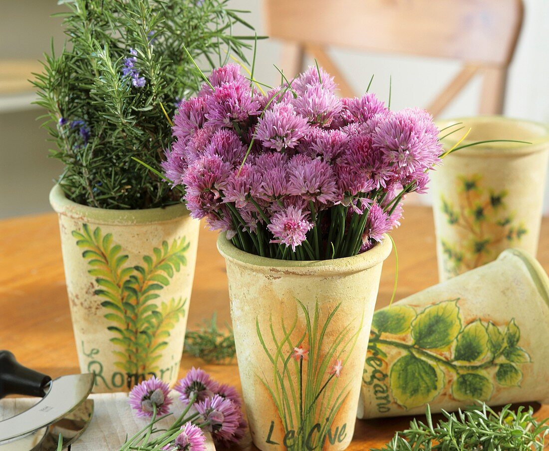 Flowering chives and rosemary in decorative pots