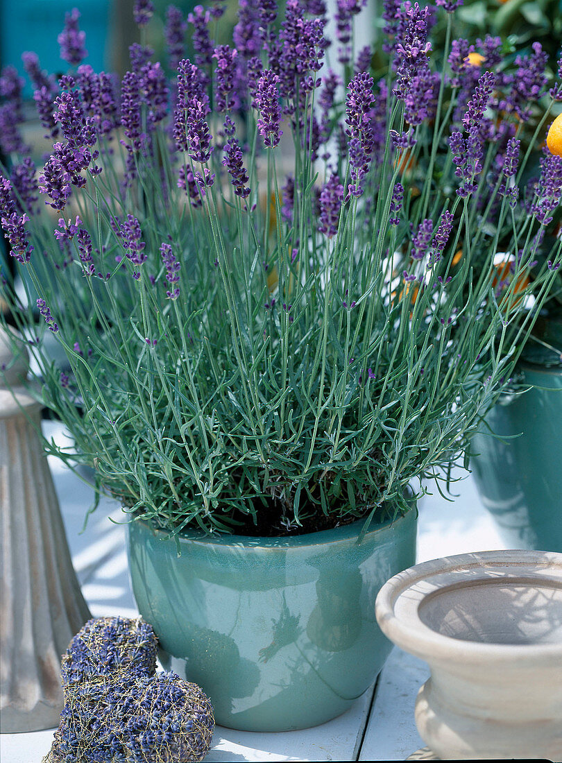 Blühender Lavendel im Topf