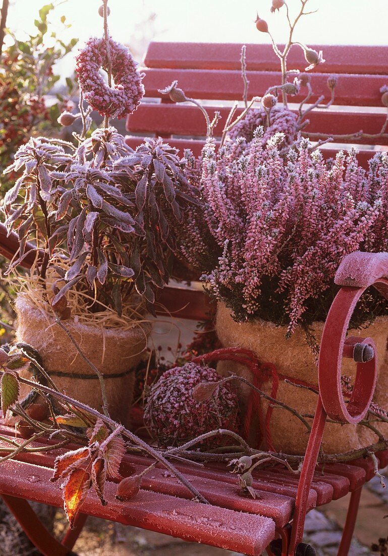 Heather and sage in pots covered in hoar frost in garden