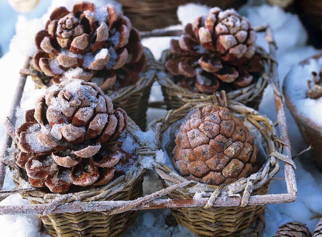 Pine cones with hoar frost