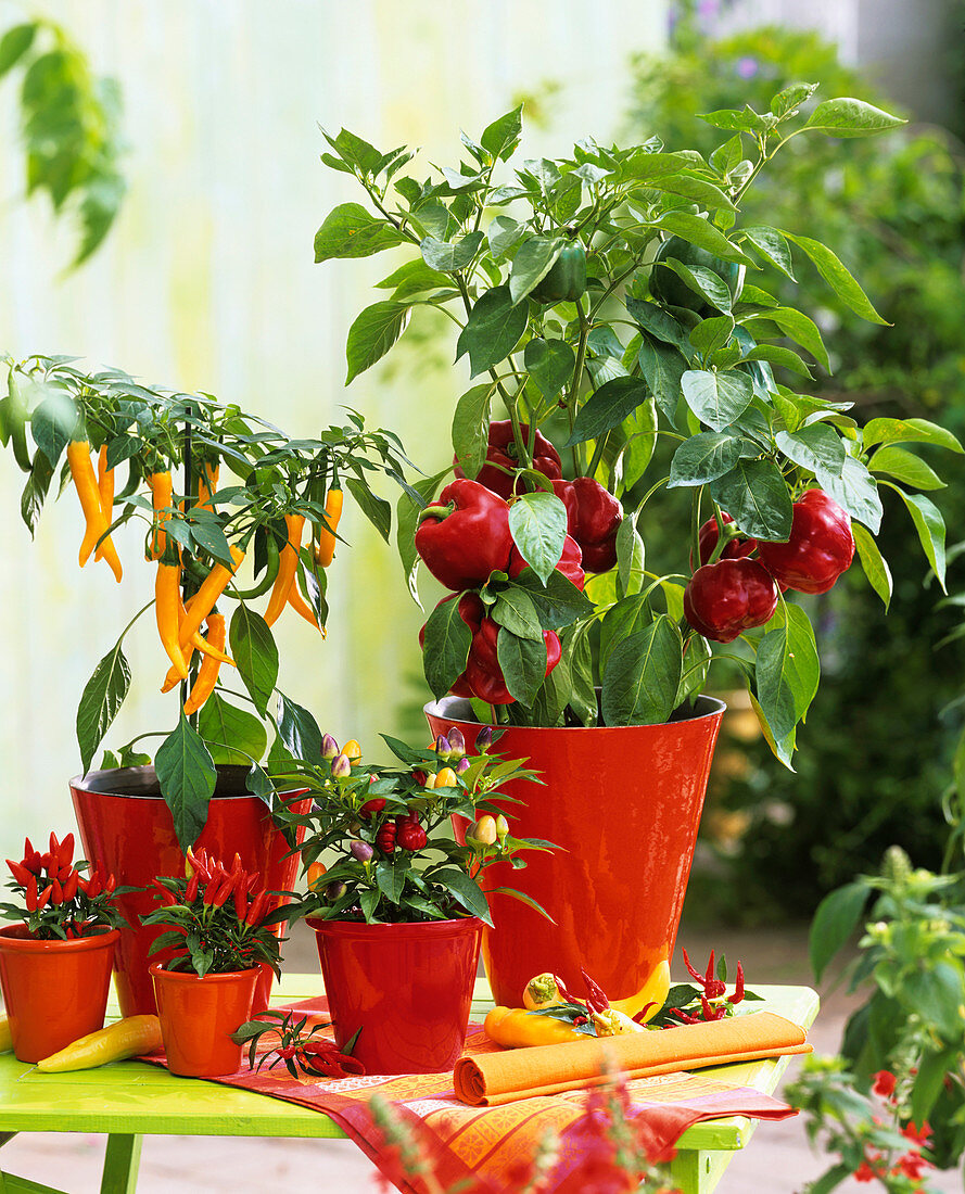 Pepper, chili and ornamental pepper plants in red pots